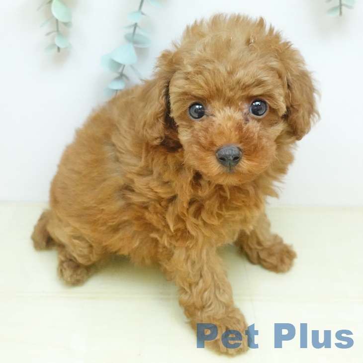 トイ・プードルの写真2