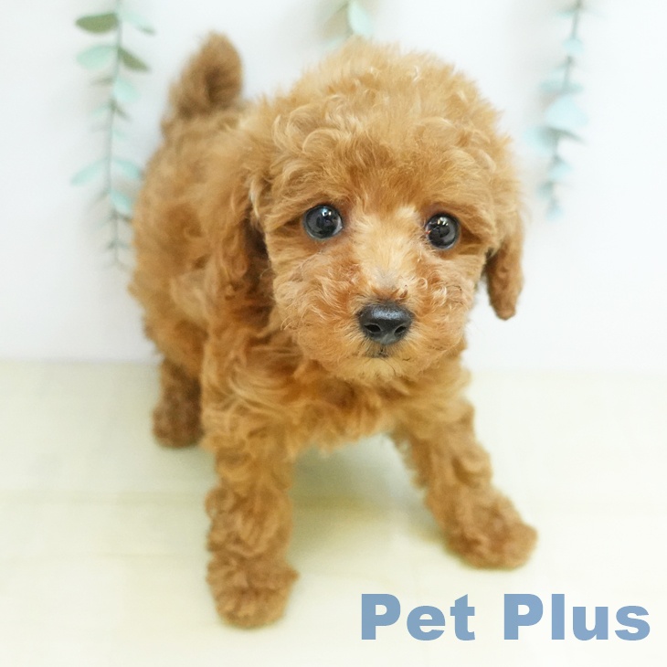 トイ・プードル