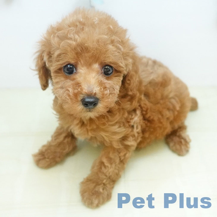 トイ・プードル