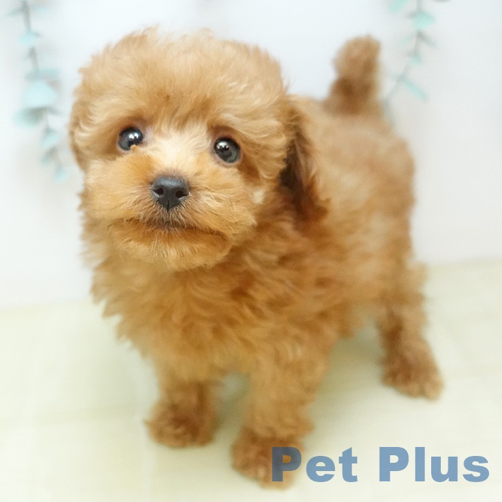 徳島県のトイプードル(トイ) (ペットプラス 徳島店/2025年12月24日生まれ/女の子/レッド)の子犬の1枚目の画像