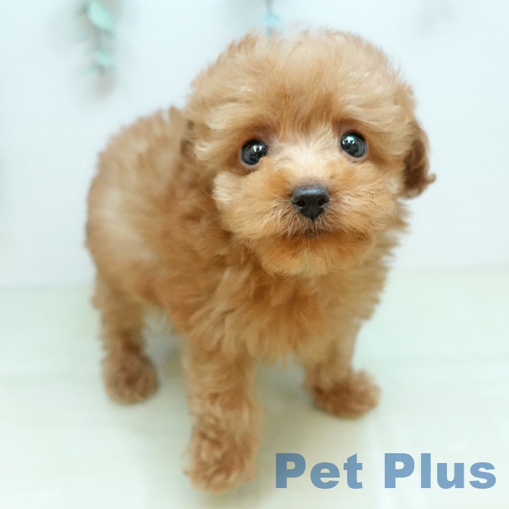 徳島県のトイプードル(トイ) (ペットプラス 徳島店/2025年12月24日生まれ/女の子/レッド)の子犬の2枚目の画像