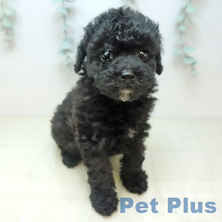 トイ・プードルの写真1