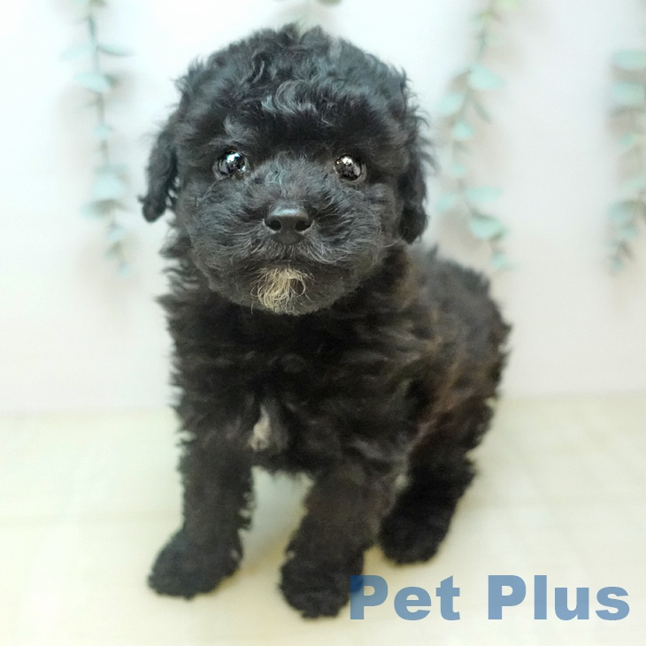 トイ・プードルの写真2