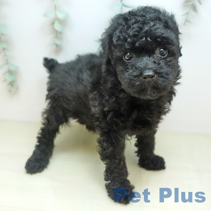 トイ・プードル