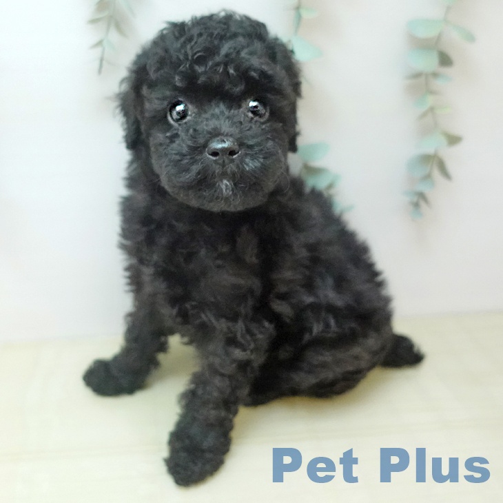 トイ・プードル