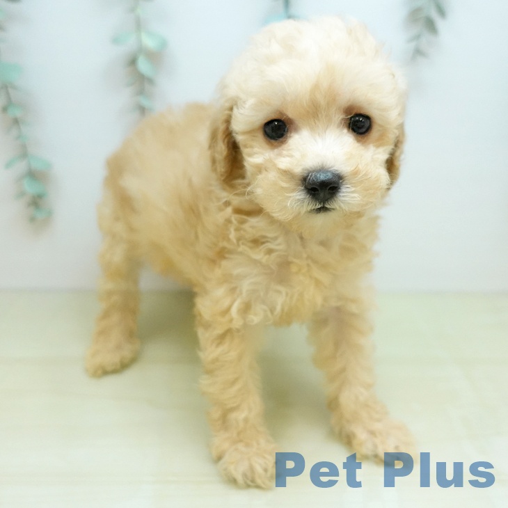 トイ・プードル