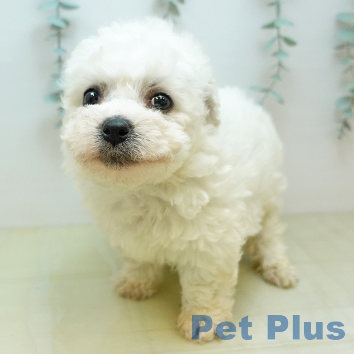 鳥取県のビションフリーゼ (ペッツワン 日吉津店/2025年12月29日生まれ/男の子/ホワイト)の子犬の1枚目の画像