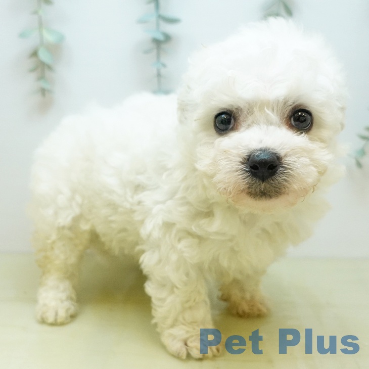 鳥取県のビションフリーゼ (ペッツワン 日吉津店/2025年12月29日生まれ/男の子/ホワイト)の子犬の2枚目の画像