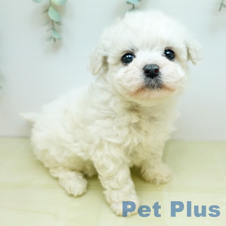 岡山県のビションフリーゼ (ペットプラス 岡山店/2025年12月29日生まれ/女の子/ホワイト)の子犬の1枚目の画像