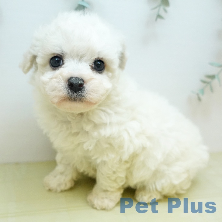 岡山県のビションフリーゼ (ペットプラス 岡山店/2025年12月29日生まれ/女の子/ホワイト)の子犬の2枚目の画像