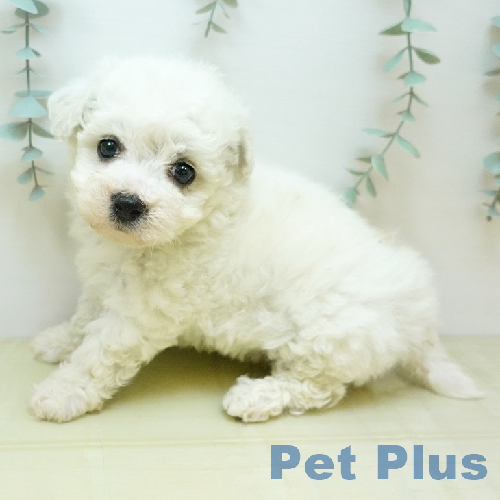 香川県のビションフリーゼ (ペットプラス 綾川店/2025年12月29日生まれ/女の子/ホワイト)の子犬の2枚目の画像