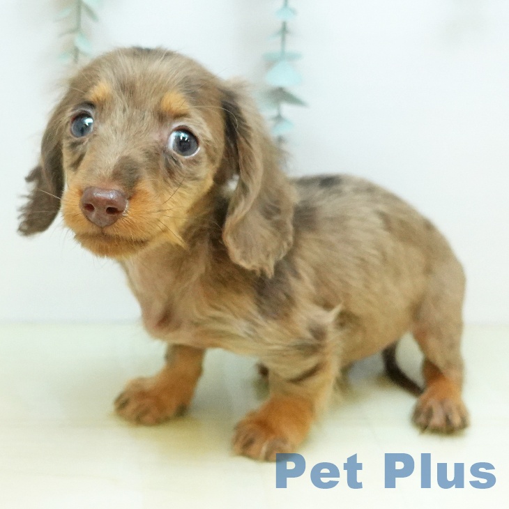 岡山県のカニンヘンダックスフンド(ロング) (ペットプラス 岡山店/2025年12月23日生まれ/男の子/チョコレートダップル)の子犬の1枚目の画像