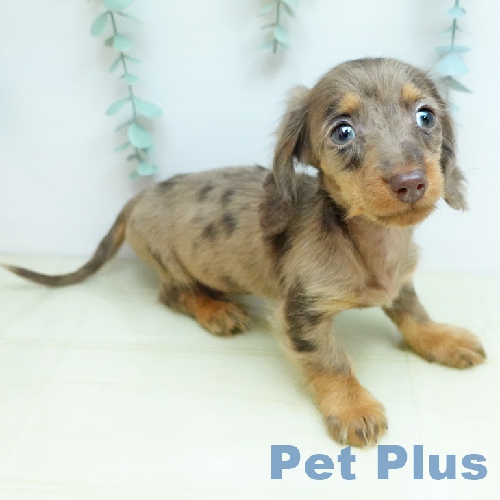 岡山県のカニンヘンダックスフンド(ロング) (ペットプラス 岡山店/2025年12月23日生まれ/男の子/チョコレートダップル)の子犬の2枚目の画像