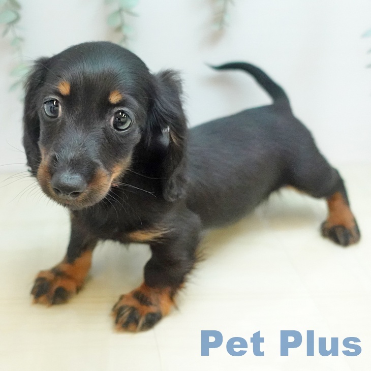 愛媛県のカニンヘンダックスフンド(ロング) (ペットプラス 新居浜店/2025年12月23日生まれ/女の子/ブラックタン)の子犬の1枚目の画像