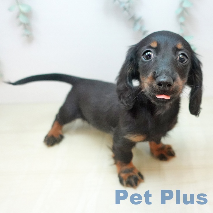 愛媛県のカニンヘンダックスフンド(ロング) (ペットプラス 新居浜店/2025年12月23日生まれ/女の子/ブラックタン)の子犬の2枚目の画像