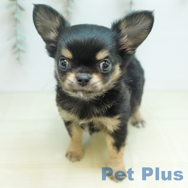岡山県のチワワ(ロング) (ペットプラス 岡山店/2025年12月26日生まれ/男の子/ブラッククリーム)の子犬の1枚目の画像