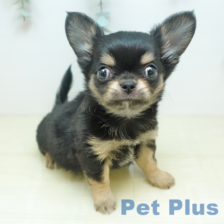 岡山県のチワワ(ロング) (ペットプラス 岡山店/2025年12月26日生まれ/男の子/ブラッククリーム)の子犬の2枚目の画像