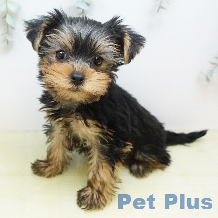 ヨークシャー・テリアの写真2