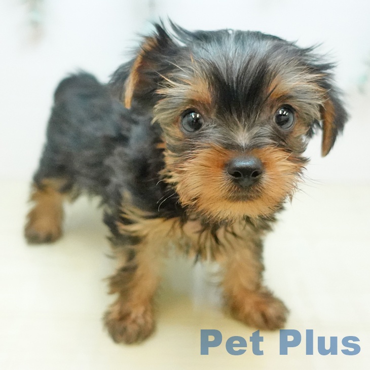 ヨークシャー・テリア