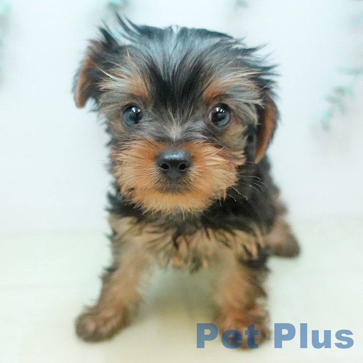 ヨークシャー・テリアの写真2