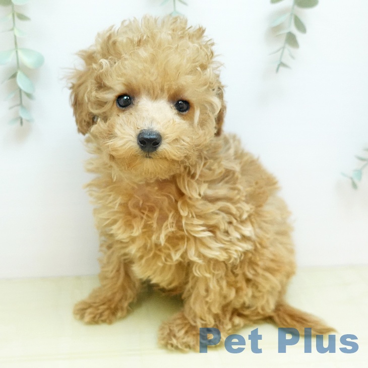 トイ・プードル