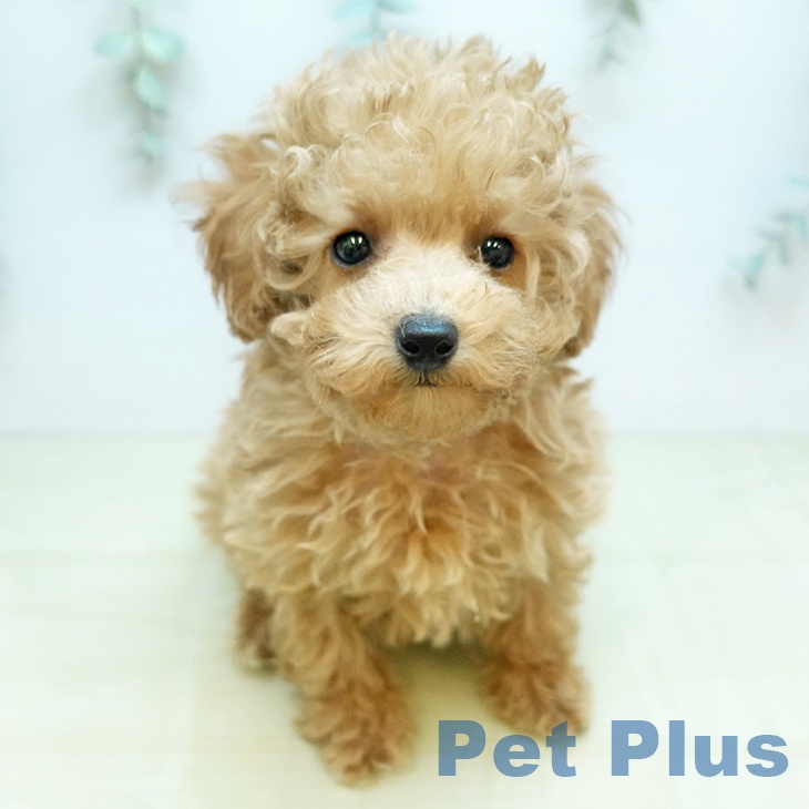 香川県のトイプードル(トイ) (ペットプラス 高松店/2025年12月30日生まれ/男の子/アプリコット)の子犬の2枚目の画像