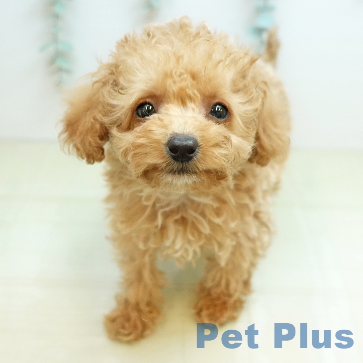 香川県のトイプードル(トイ) (ペットプラス 綾川店/2025年12月30日生まれ/男の子/アプリコット)の子犬の1枚目の画像
