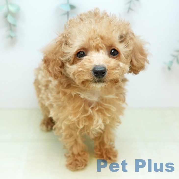 香川県のトイプードル(トイ) (ペットプラス 綾川店/2025年12月30日生まれ/男の子/アプリコット)の子犬の2枚目の画像