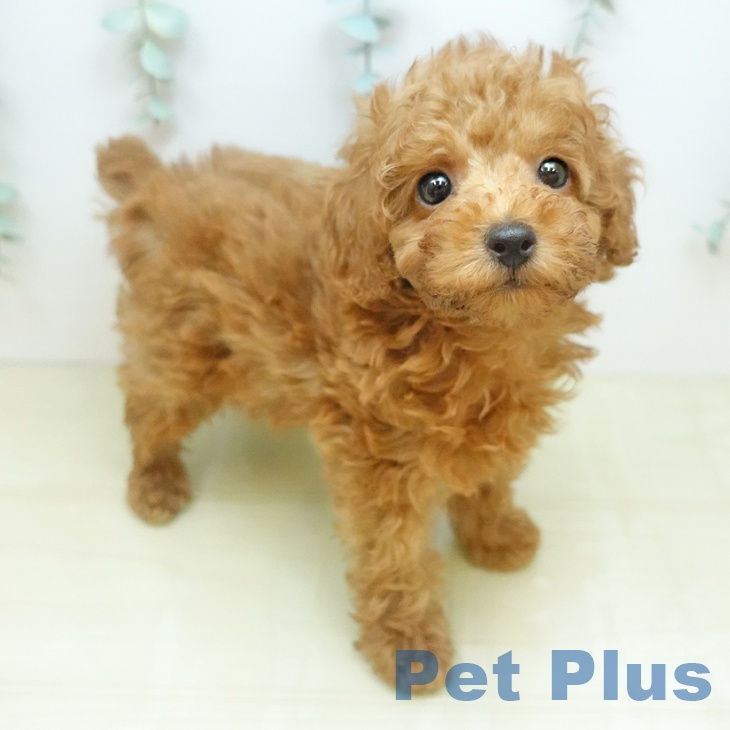 岡山県のトイプードル(トイ) (ペットプラス 岡山店/2025年12月27日生まれ/男の子/アプリコット)の子犬の1枚目の画像