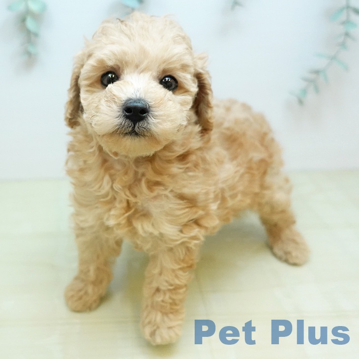 トイ・プードルの写真2