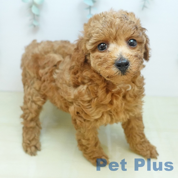 トイ・プードル