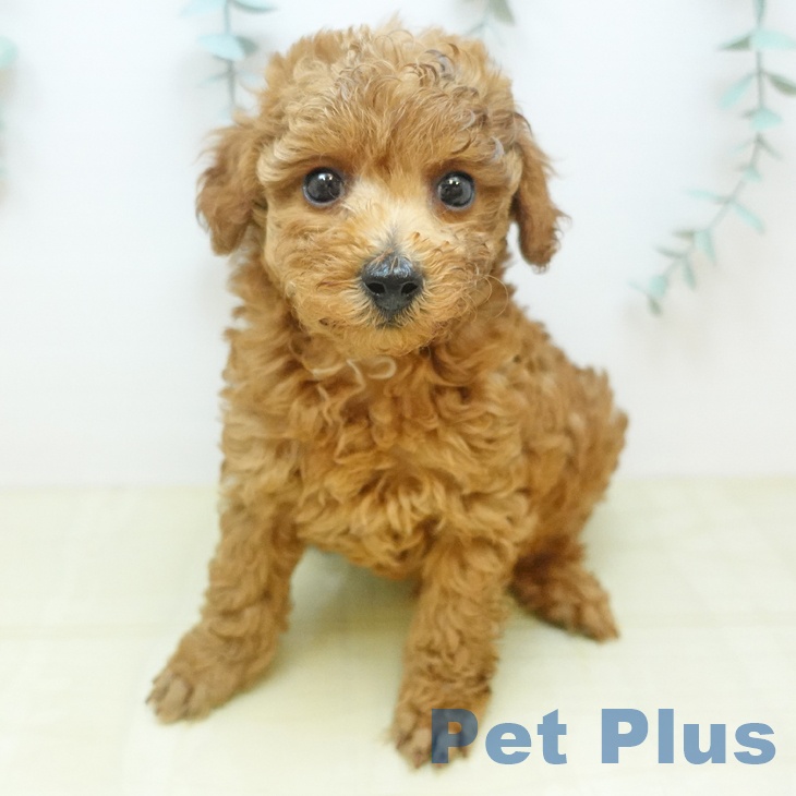 トイ・プードルの写真2