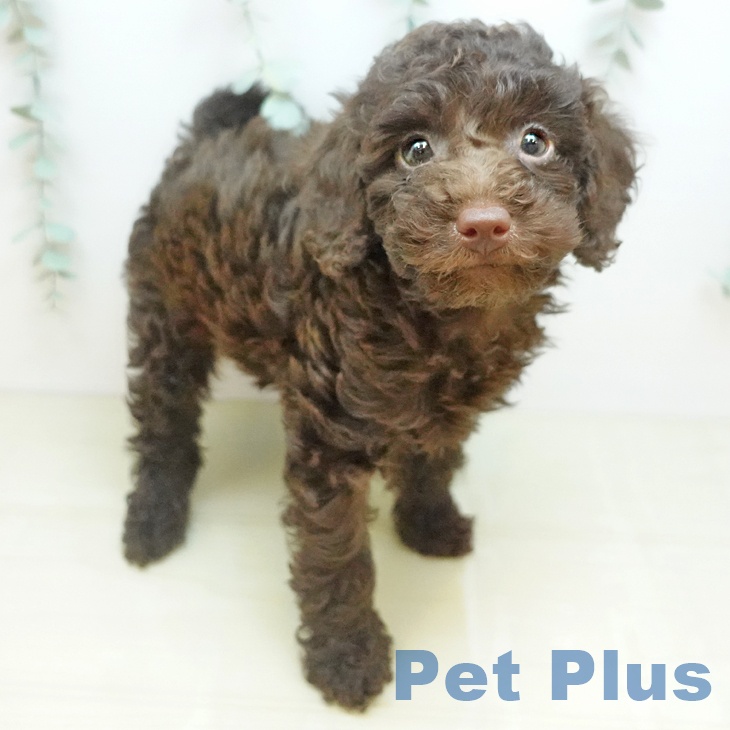 トイ・プードル