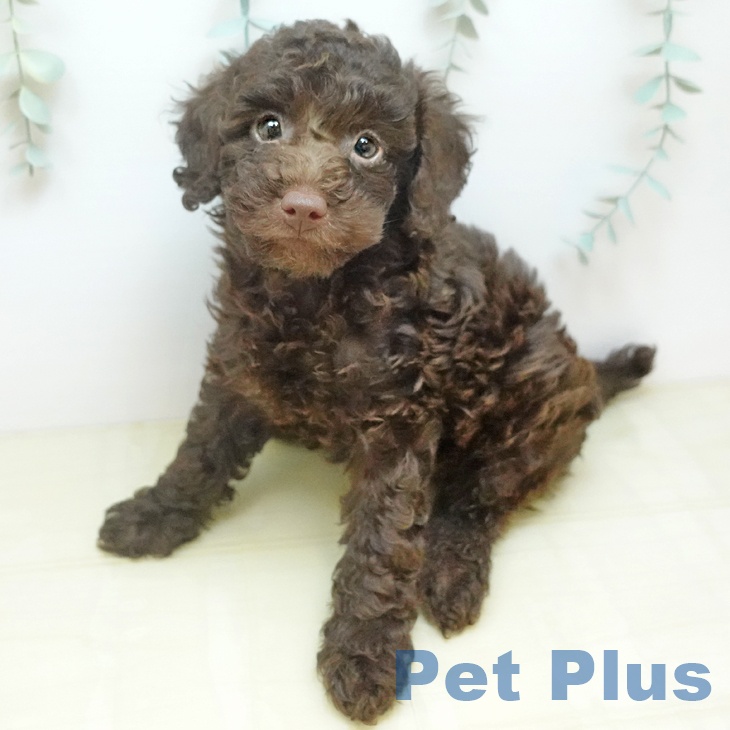 トイ・プードルの写真2