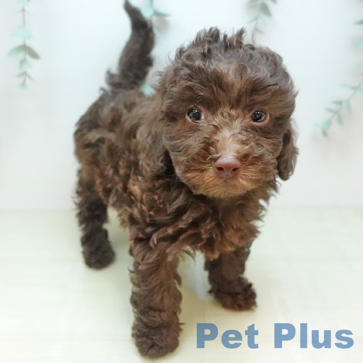 トイ・プードルの写真2