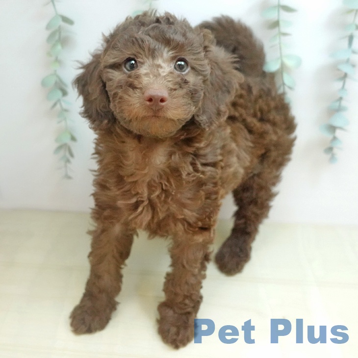 トイ・プードル