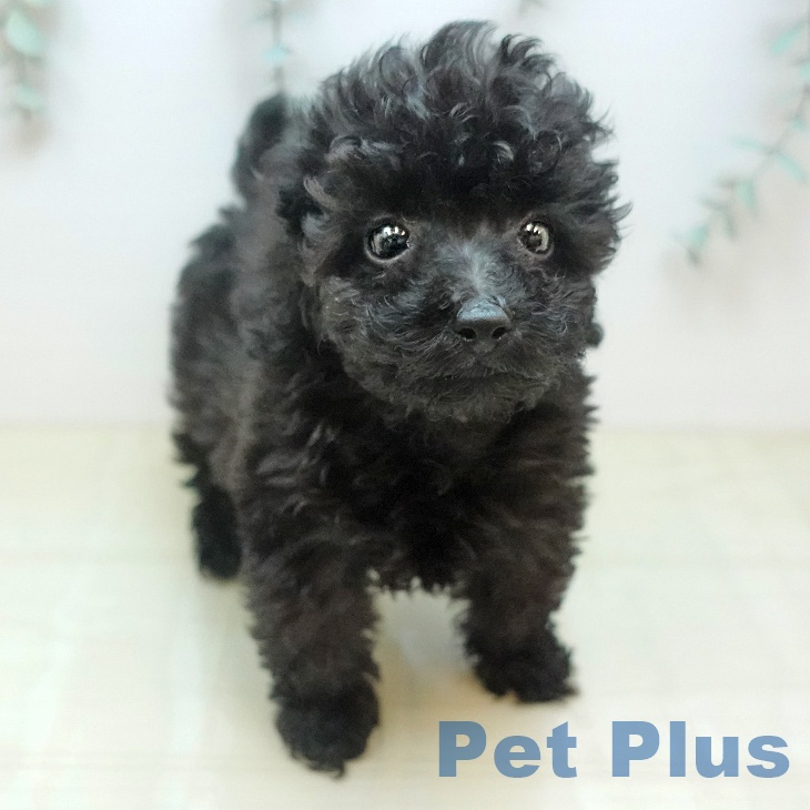 トイ・プードル