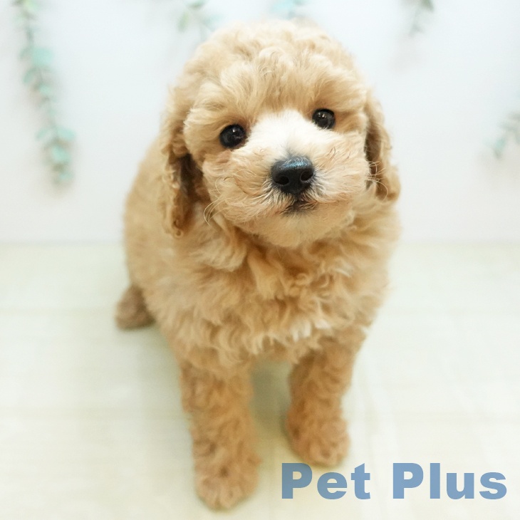 トイ・プードルの写真2