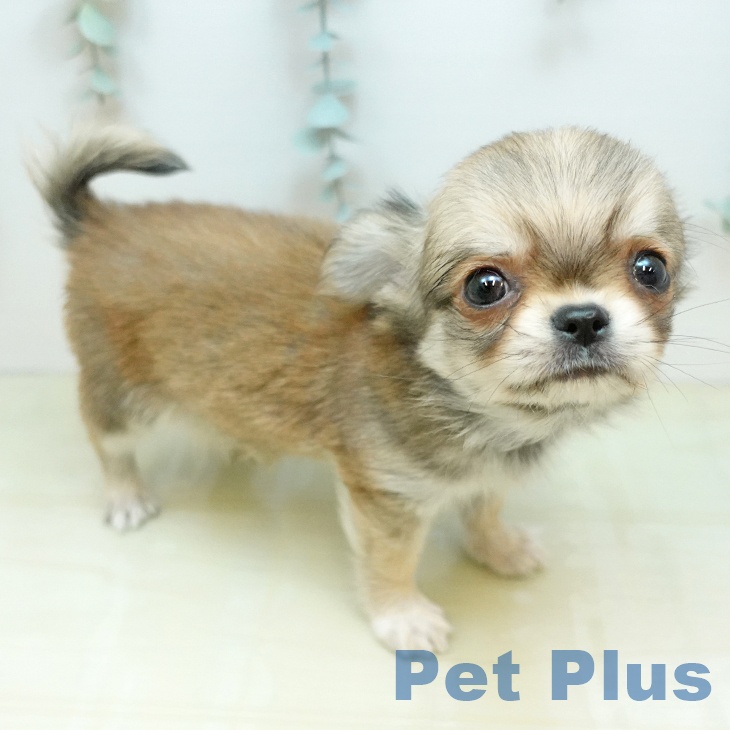 岡山県のチワワ(ロング) (ペッツワン 岡山南店/2025年12月28日生まれ/男の子/レッド)の子犬の1枚目の画像