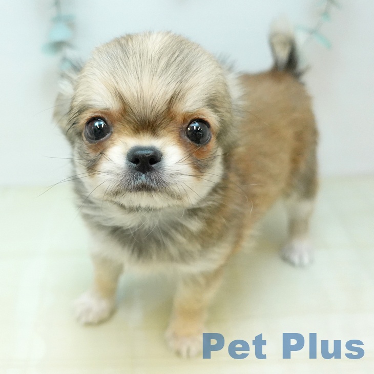 岡山県のチワワ(ロング) (ペッツワン 岡山南店/2025年12月28日生まれ/男の子/レッド)の子犬の2枚目の画像