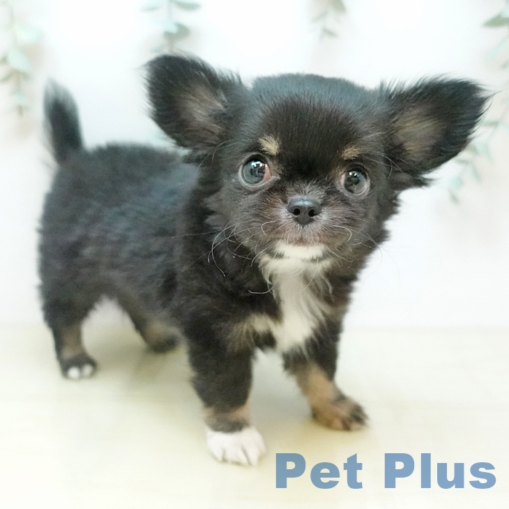 岡山県のチワワ(ロング) (ペットプラス 岡山店/2025年12月29日生まれ/女の子/ブラックタン)の子犬の1枚目の画像