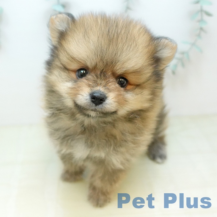 ポメラニアンの写真2