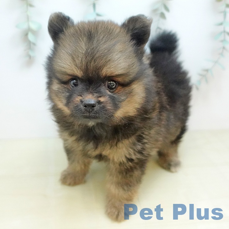 ポメラニアンの写真2