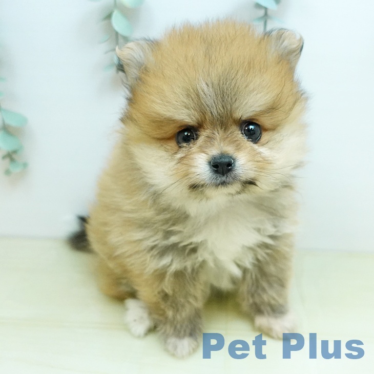ポメラニアンの写真2