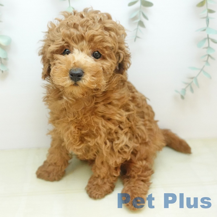 トイ・プードル