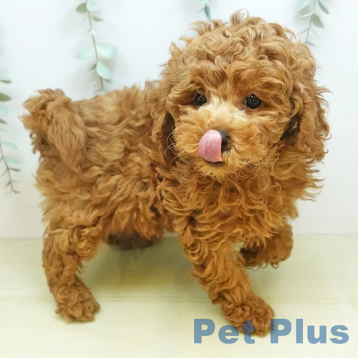 トイ・プードルの写真2