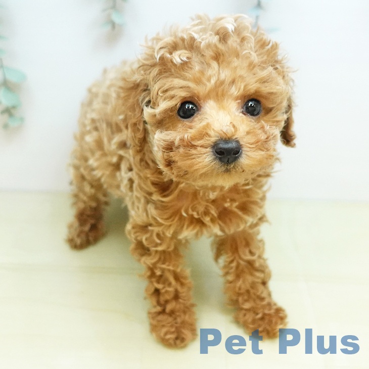 トイ・プードル