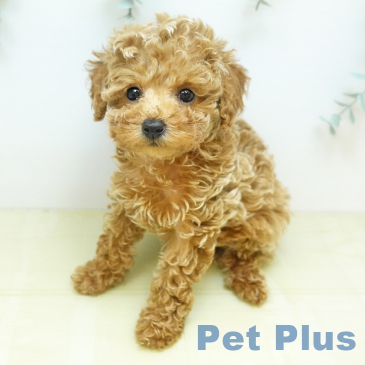 トイ・プードルの写真2