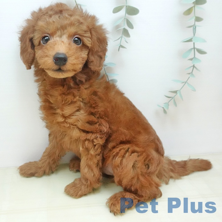 トイ・プードル