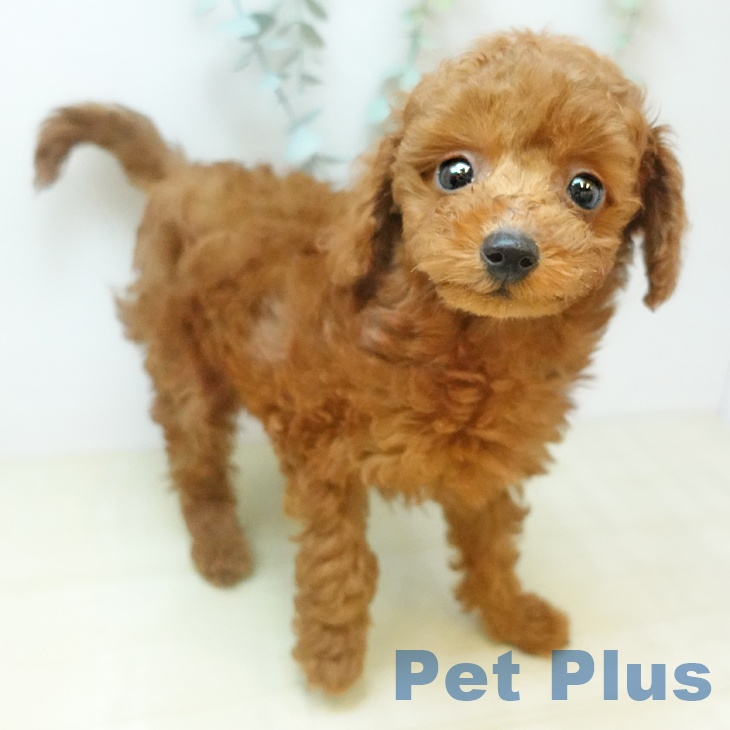 トイ・プードル